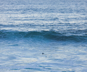 Naklejka premium California Sea Lions Playing in Waves