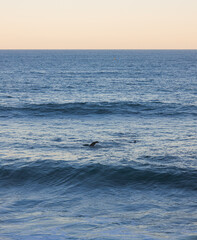 California Sea Lion Playing in Waves