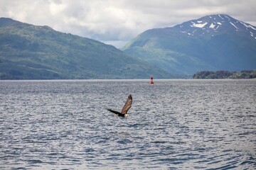 Bald Eagle in Alaska