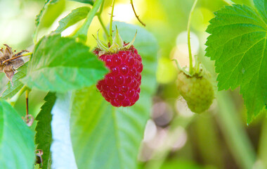 ripe red raspberries hanging on branch in garden with green blurred background