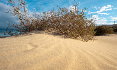 Bush Growing on Top of a Sand Dune