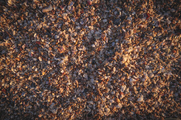 Macro Sea Shells in California