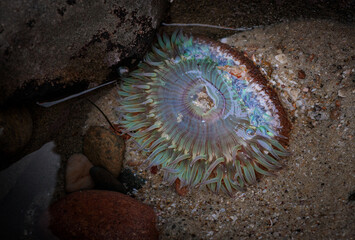Sea anemone wild La Jolla San Diego California