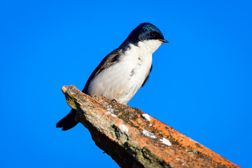 Blue-and-white Swallow (Pygochelidon cyanoleuca)