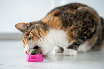 Playful cat eating toy ball in plastic case from catnip for healthy clean teeth at home. Satisfied...