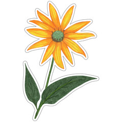 Yellow Topinambur with Green Leaves Isolated on White Background. Jerusalem Artichoke Flower Element Drawn by Colored Pencil.