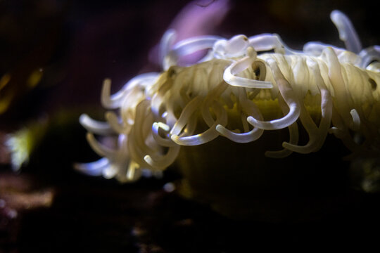 Sea anemone in aquarium 