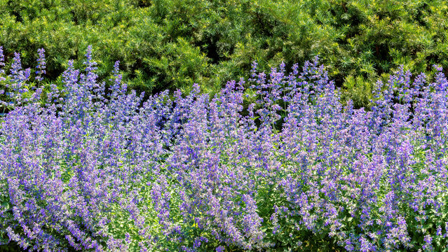 Flowering Faassen's blue catmint (Nepeta faassenii) plants in summer garden. Flowers background.
