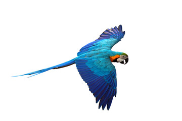 Gracefully flying parrot isolated on transparent background png file