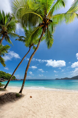 Sunny tropical white sand beach with coconut palm trees and turquoise sea. Summer vacation and tropical beach concept.