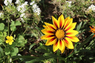 yellow flower with red petals in the garden with the sun over it