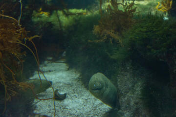 Moray Eel in Aquarium