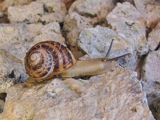 snail on a stone