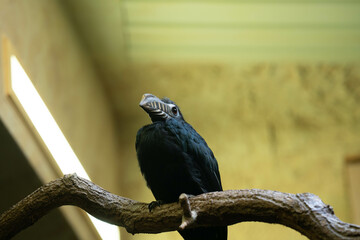 Vogel sitzt auf einem Ast