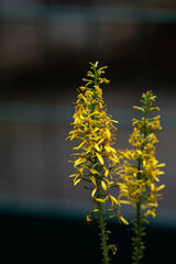 Pflanzen in der Natur