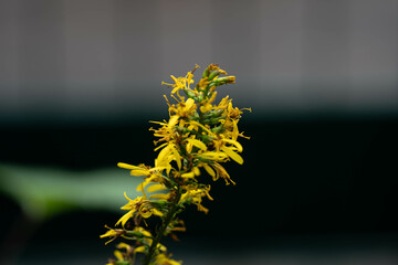 Pflanzen in der Natur