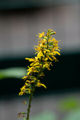 Pflanzen in der Natur