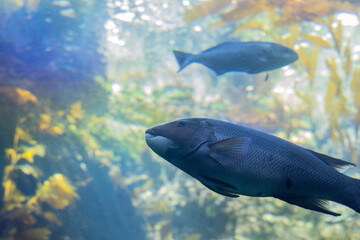 Fish in an aquarium in California