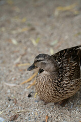 Enten in der Natur