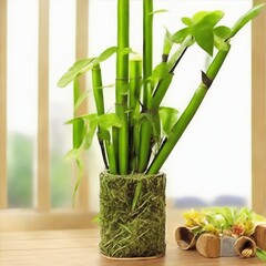 bamboo plant illustration