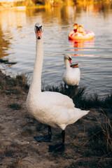 Obraz premium Two white swans graze on the banks of the river at sunset