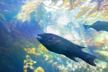 Fish in an aquarium in California