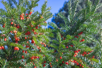 Bunches of ripe red berry yew in autumn garden. Taxus baccata fruits poisonous and inedible....