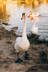 Two white swans graze on the banks of the river at sunset