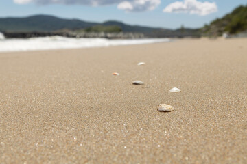 Fototapeta na wymiar sea mussels on a clean beach. Sunny summer day around the sea