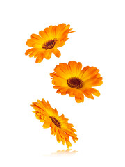 Calendula officinalis flower isolated on white or transparent background. Marigold medicinal plant, healing herb. Set of three calendula flowers.