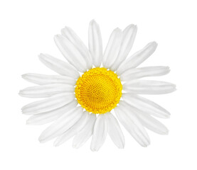 Chamomile flower isolated on white or transparent background. Camomile medicinal plant, herbal medicine. One single chamomile flower.