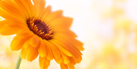 Calendula officinalis flower on orange background. Marigold medicinal plant, healing herb. Natural floral background with copy space