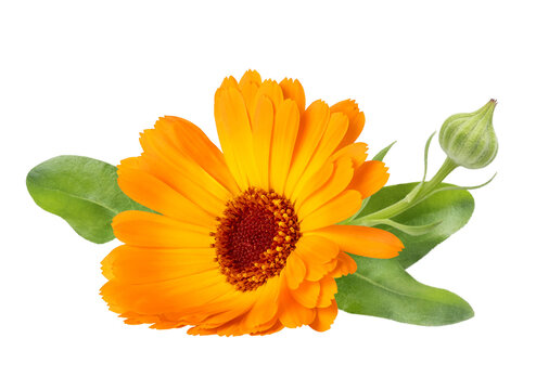 Calendula officinalis flower isolated on white or transparent background. Marigold medicinal plant, healing herb. One single calendula flower with green leaves.