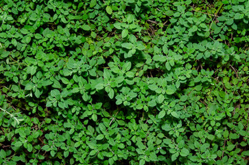 Obraz premium green ivy on wall, background, green leaf, pattern