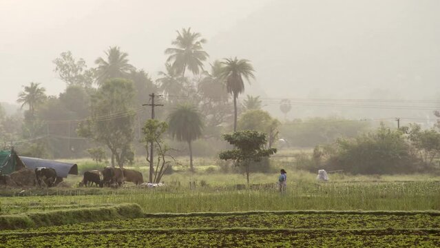 Woman wearing a sari walking by a plantation. India. 