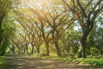 Obraz premium defocused beautiful road with tree straight at sunrise