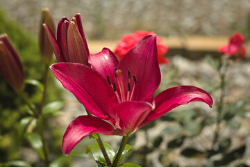 red lily