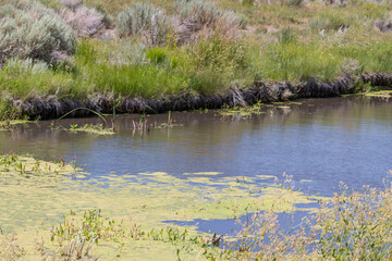 Blue-Green, Cyanobacteria, Algae  Bloom on a Lake in Northern Nevada.