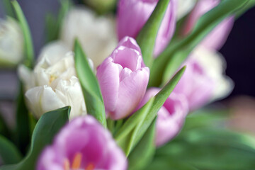 Bouquet of pink and white tulips close-up
