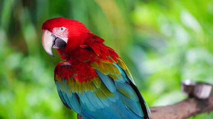 Fototapeta na wymiar Macaw parrot closeup