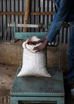 Ethiopian man putting a bag of fresh coffee beans on a balance, Oromia, Shishinda, Ethiopia