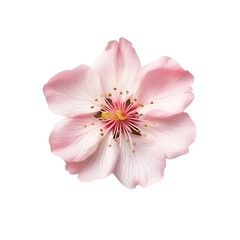 sakura flower isolated on transparent background, Generative AI