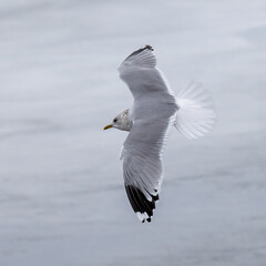 Common gull