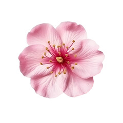 Pink sakura flower isolated on transparent background, Generative AI