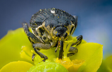 weevil - Gefleckter Brennnesselrüssler (nedyus quadrimaculatus)