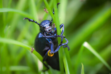 Black blue oil beetle (Meloe proscarabaeus) male with nerve agent
