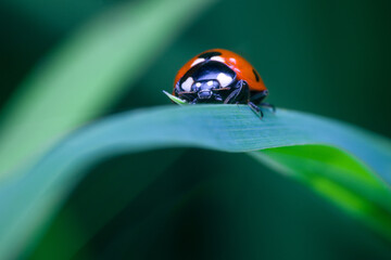 ladybug