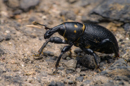 M&ouml;hrenr&uuml;ssler (Liparus coronatus)
Carrot weevil