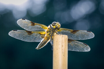 Four-spotted chaser (Libellula quadrimaculata)
Vierfleck Großlibelle