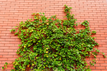 Fototapeta na wymiar Brick wall braided with green ivy.